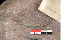 Foto (Detailsansicht) von Quercus palaeoilex Ettingshausen (NHMW-GEO-2024-0188-0781)